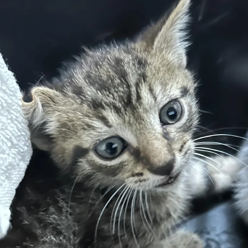 A baby small-sized male Gray / Blue / Silver Domestic Short Hair cat named Martinstray for adoption in Newark, NJ