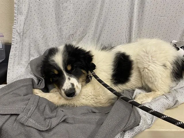 A baby small-sized male Great Pyrenees dog named A for adoption in Modesto, CA