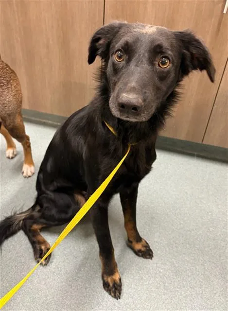 A young large-sized male Xoloitzcuintli / Mexican Hairless dog named Oso for adoption in Baytown, TX