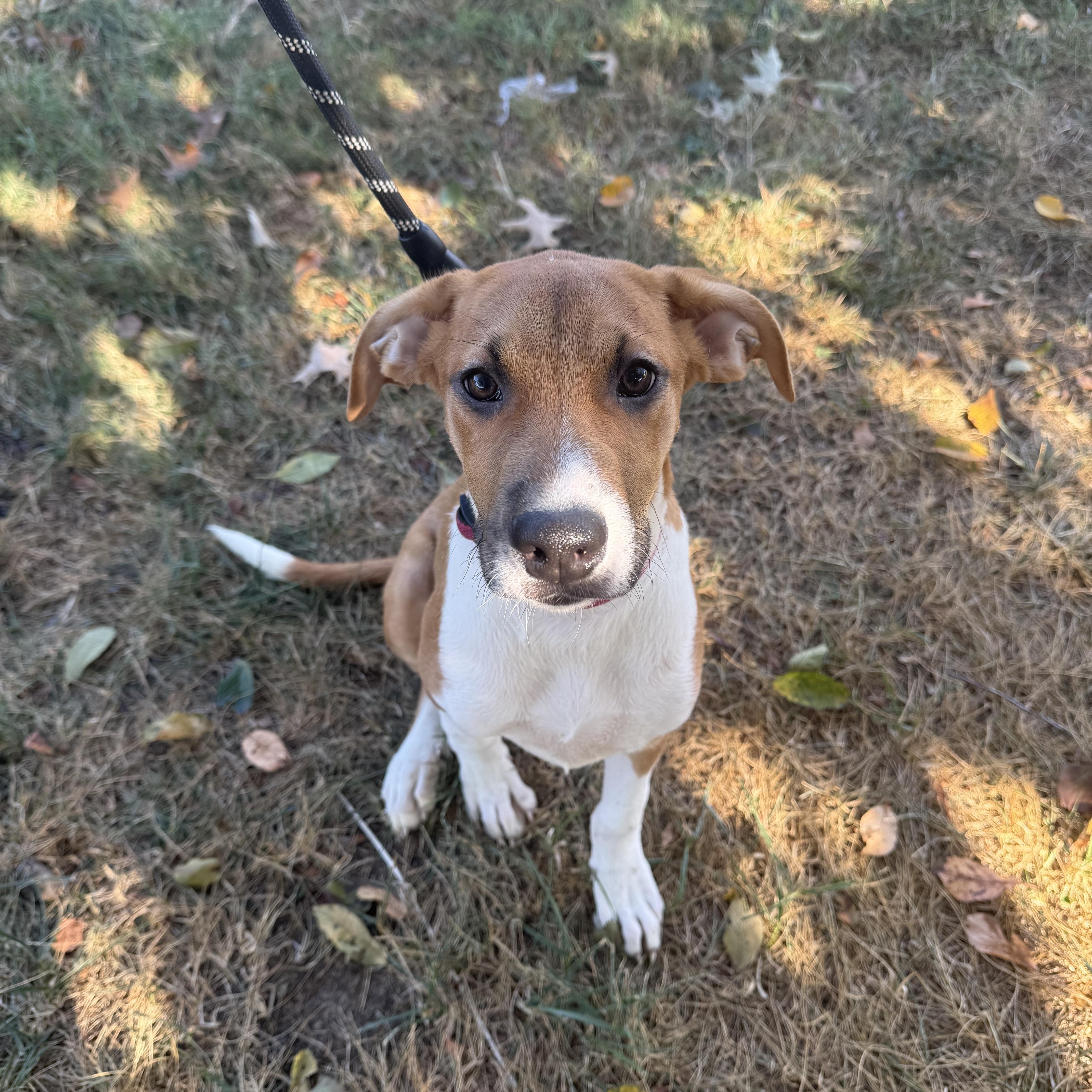 A baby small-sized female Tricolor (Brown, Black, & White) Hound dog named Barbie for adoption in Hendersonville, TN