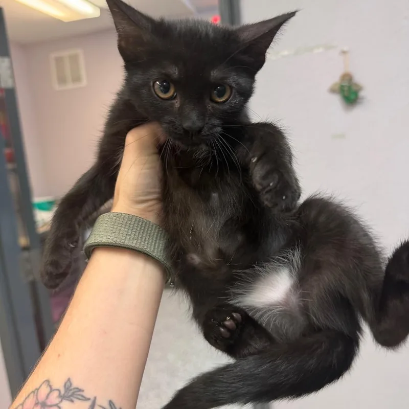 A baby small-sized female Black Domestic Short Hair cat named Tail for adoption in Port Charlotte, FL