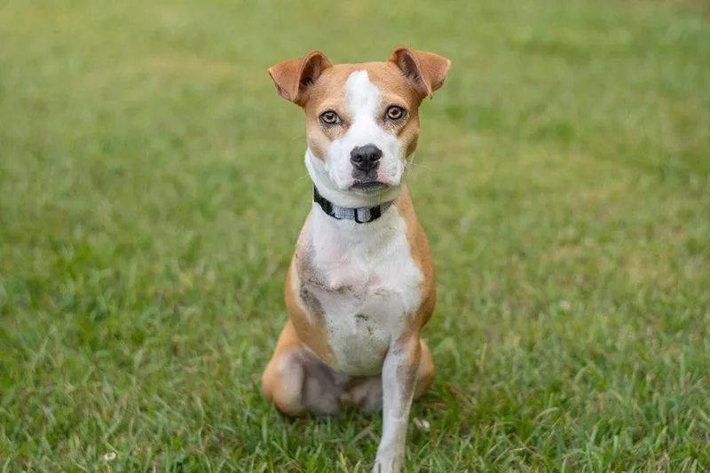A young medium-sized female Beagle dog named Tink for adoption in Charlotte, NC