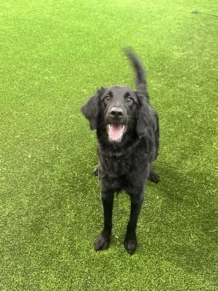 An adult medium-sized female Mixed Breed dog named Emery for adoption in West Chester, PA