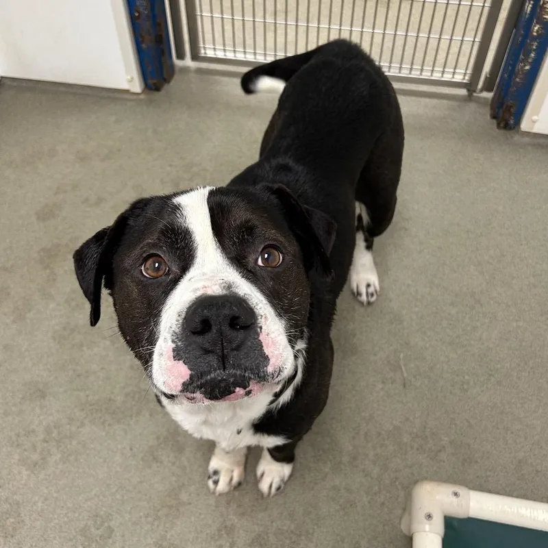 An adult large-sized male Black Mixed Breed dog named Hudson for adoption in Rocky Mount, VA
