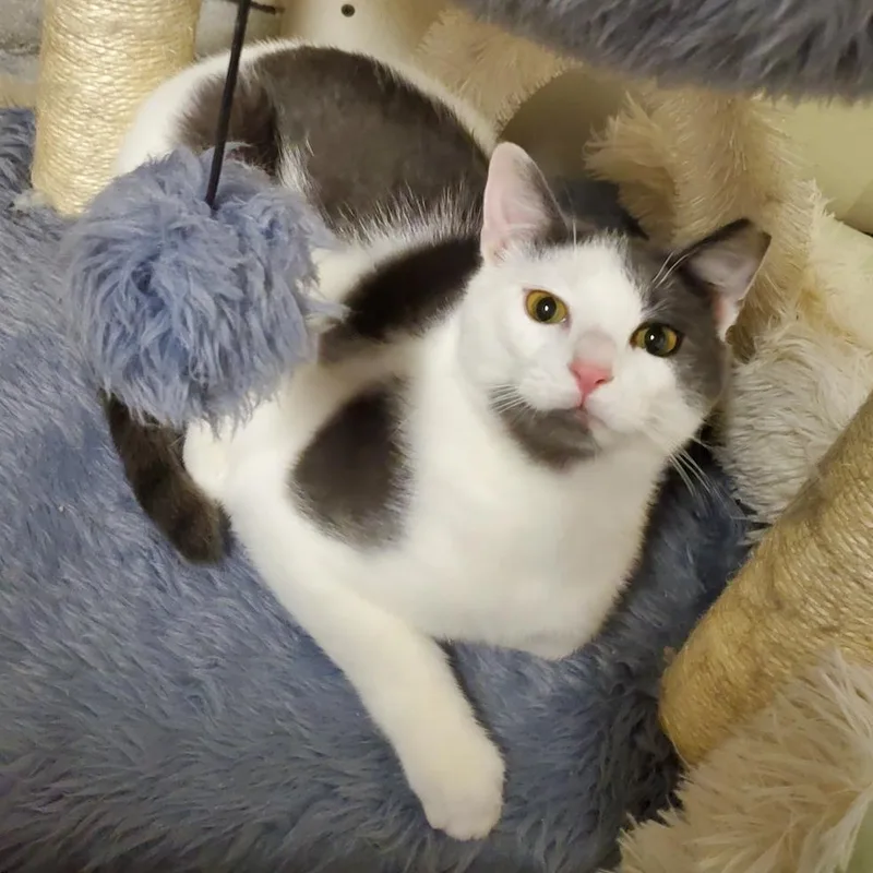 A young small-sized male White Domestic Short Hair cat named Kiro for adoption in Granville, OH