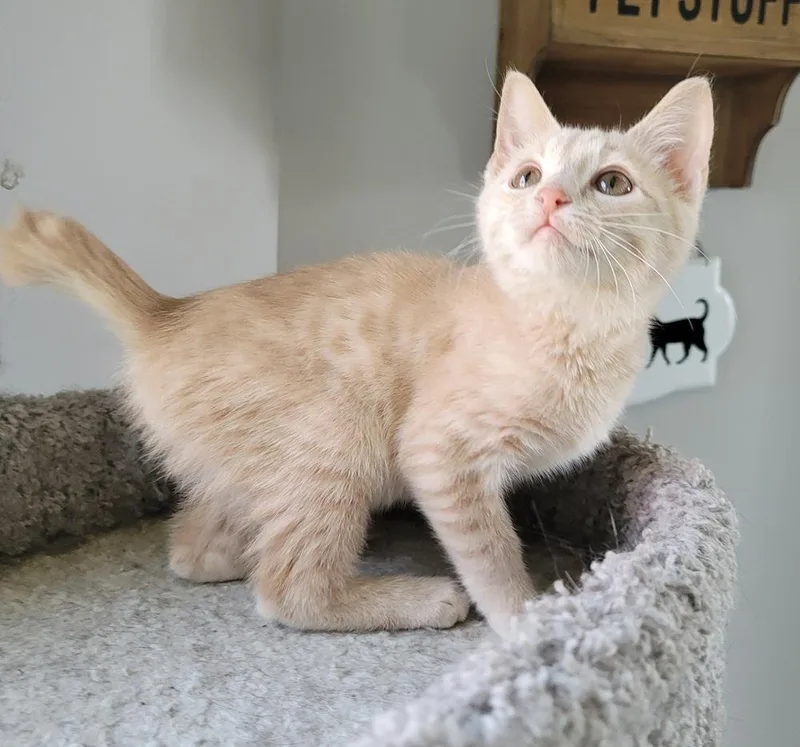 O'malley thumbnail 5