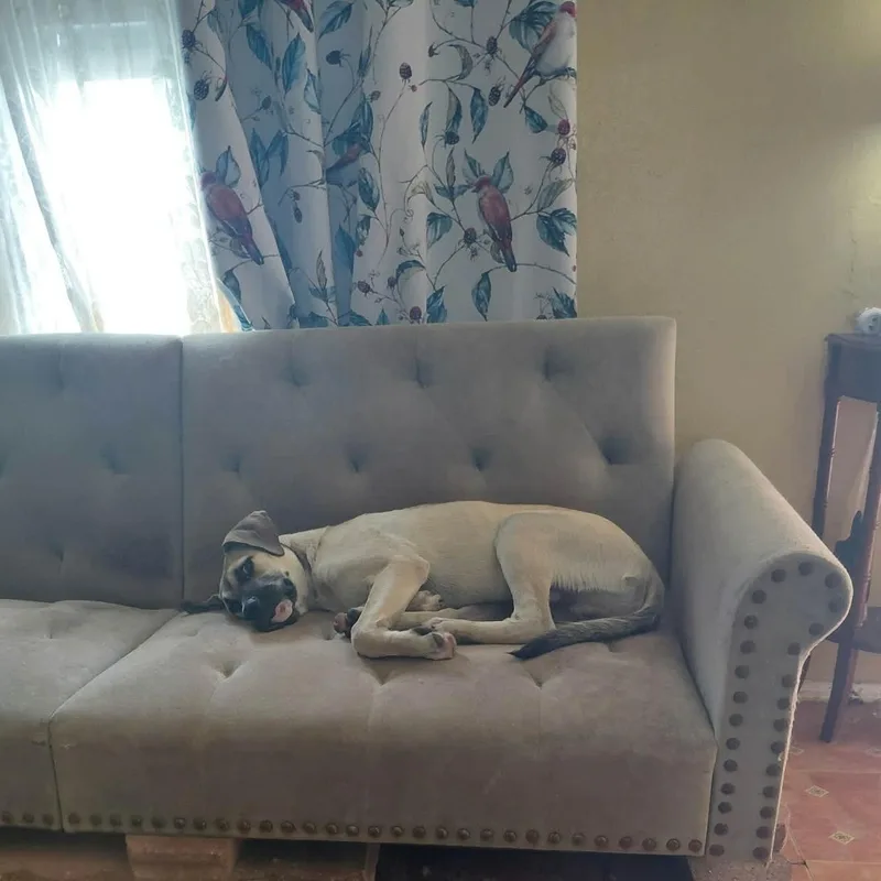 Rufus thumbnail 6