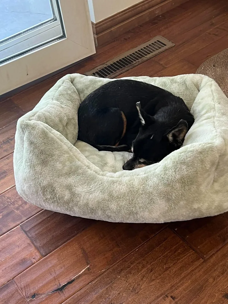 A senior small-sized male Chihuahua dog named Max for adoption in De Pere, WI
