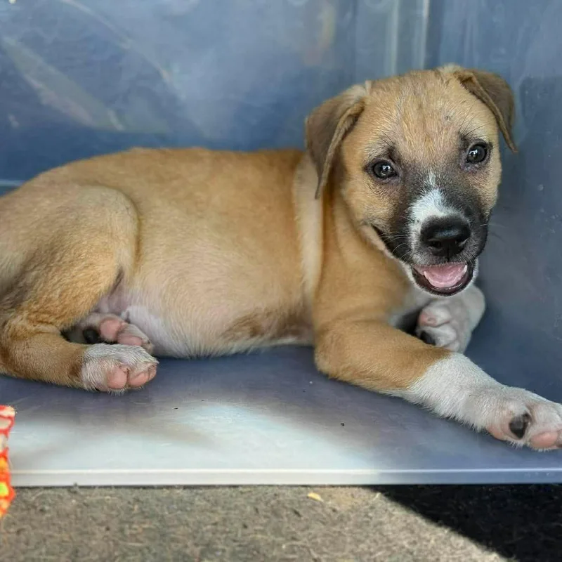 A baby small-sized male Yellow / Tan / Blond / Fawn Mixed Breed dog named Jake for adoption in Buffalo, MN