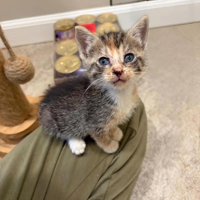 A baby medium-sized female Torbie Domestic Short Hair cat named Rosalie for adoption in Moriches, NY