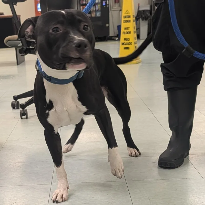 An adult medium-sized male Black Mixed Breed dog named Cassidy for adoption in Philadelphia, PA