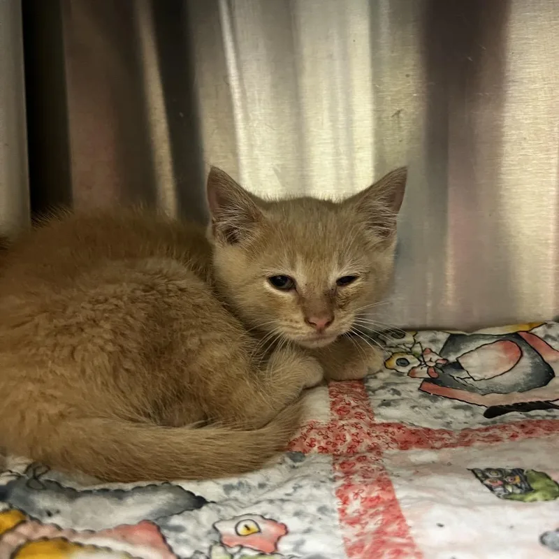 A baby small-sized male Cream / Ivory Domestic Short Hair cat named Remi for adoption in Harrisville, WV