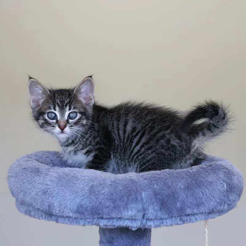 A baby medium-sized male Domestic Short Hair cat named Canoli for adoption in St. Ignace, MI