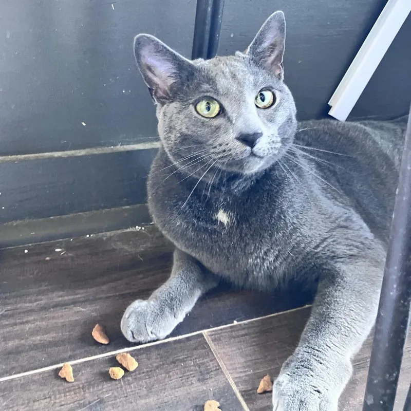 An adult medium-sized male Gray / Blue / Silver Domestic Short Hair cat named Santa Fe for adoption in Freeport, FL