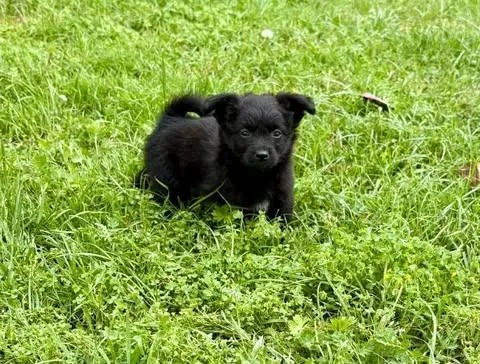 A baby small-sized male Black Pomeranian dog named Nico for adoption in Wichita Falls, TX