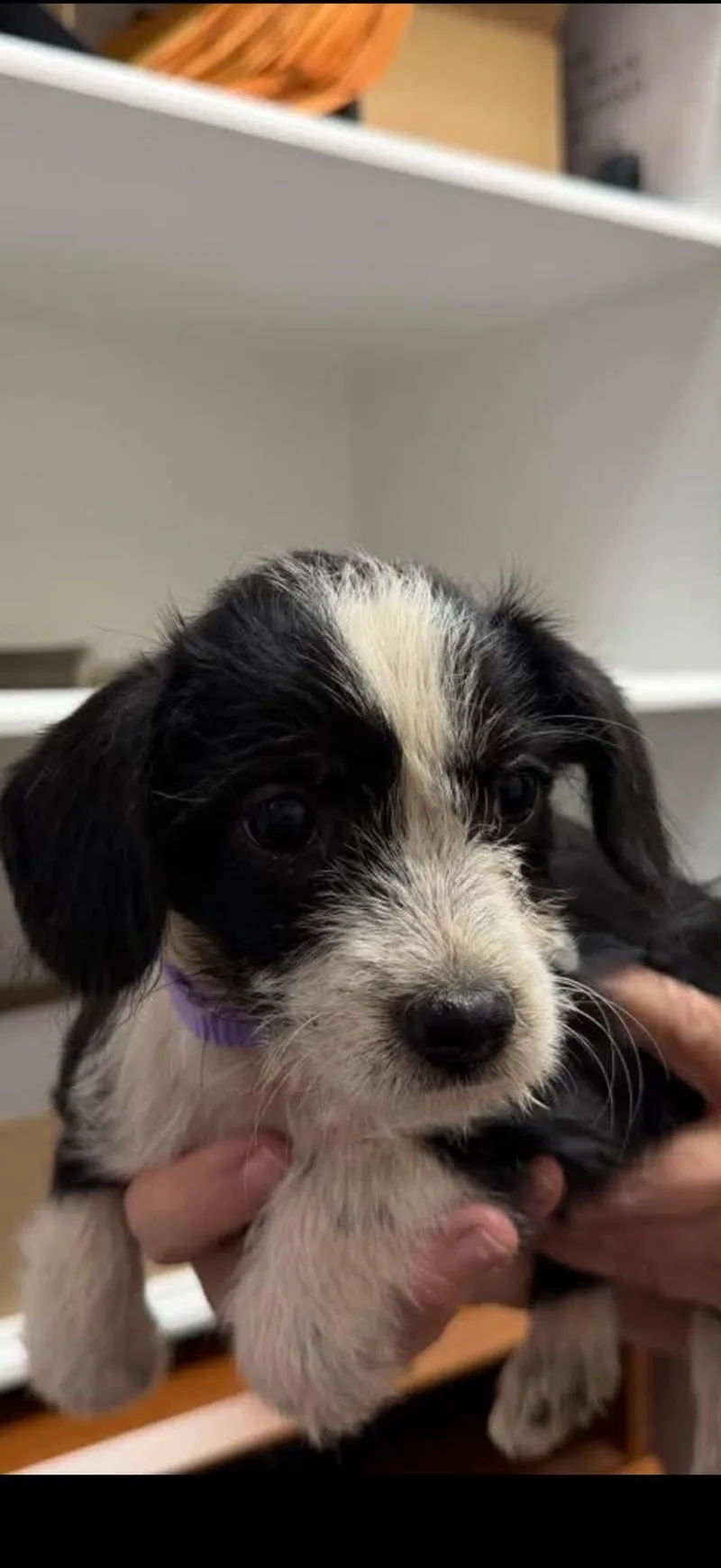 A baby small-sized female Terrier dog named Blossom for adoption in Holly Springs, NC
