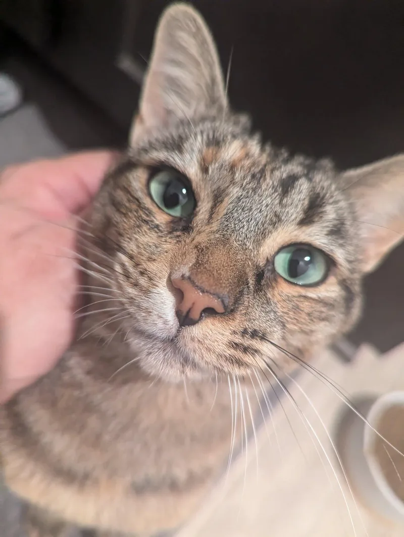 An adult medium-sized female Domestic Short Hair cat named Cinnamon for adoption in Riverside, CA