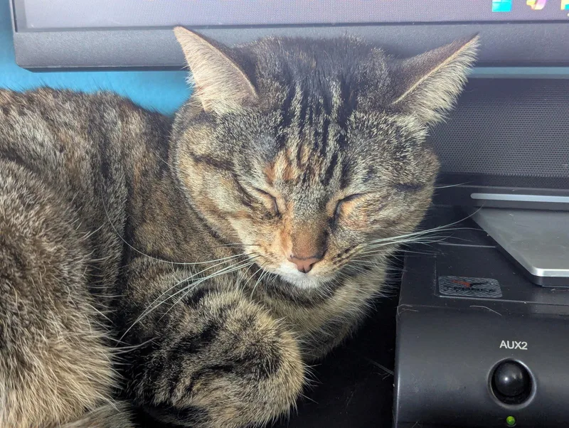 Cinnamon thumbnail 2