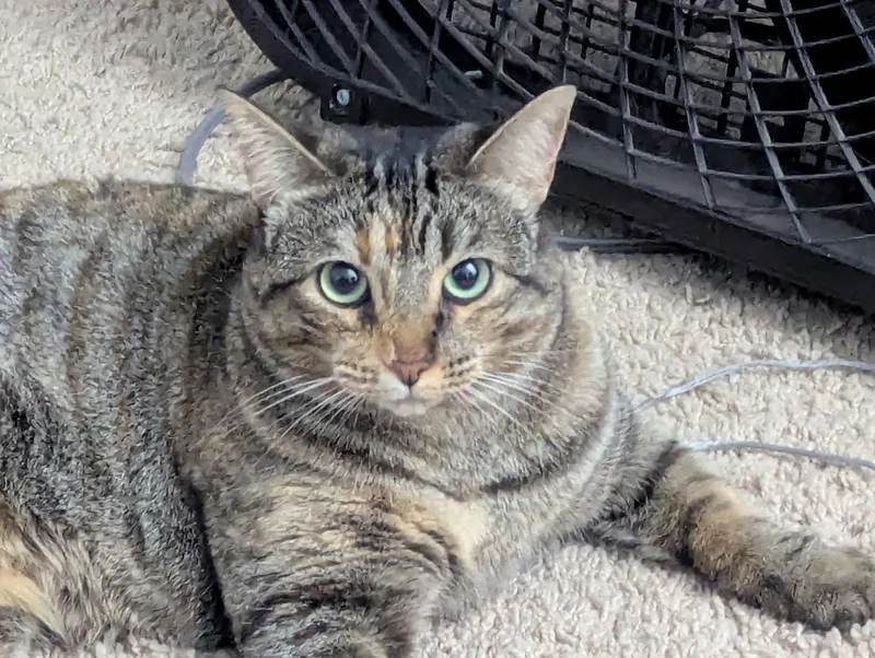Cinnamon thumbnail 3