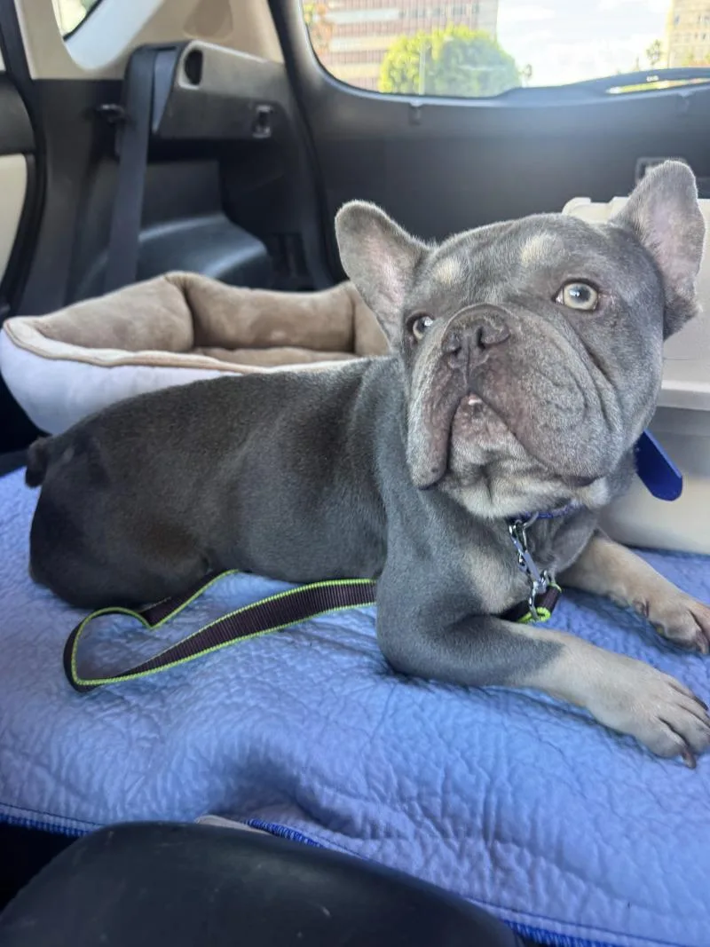 An adult medium-sized male French Bulldog dog named Walter for adoption in Valley Village, CA