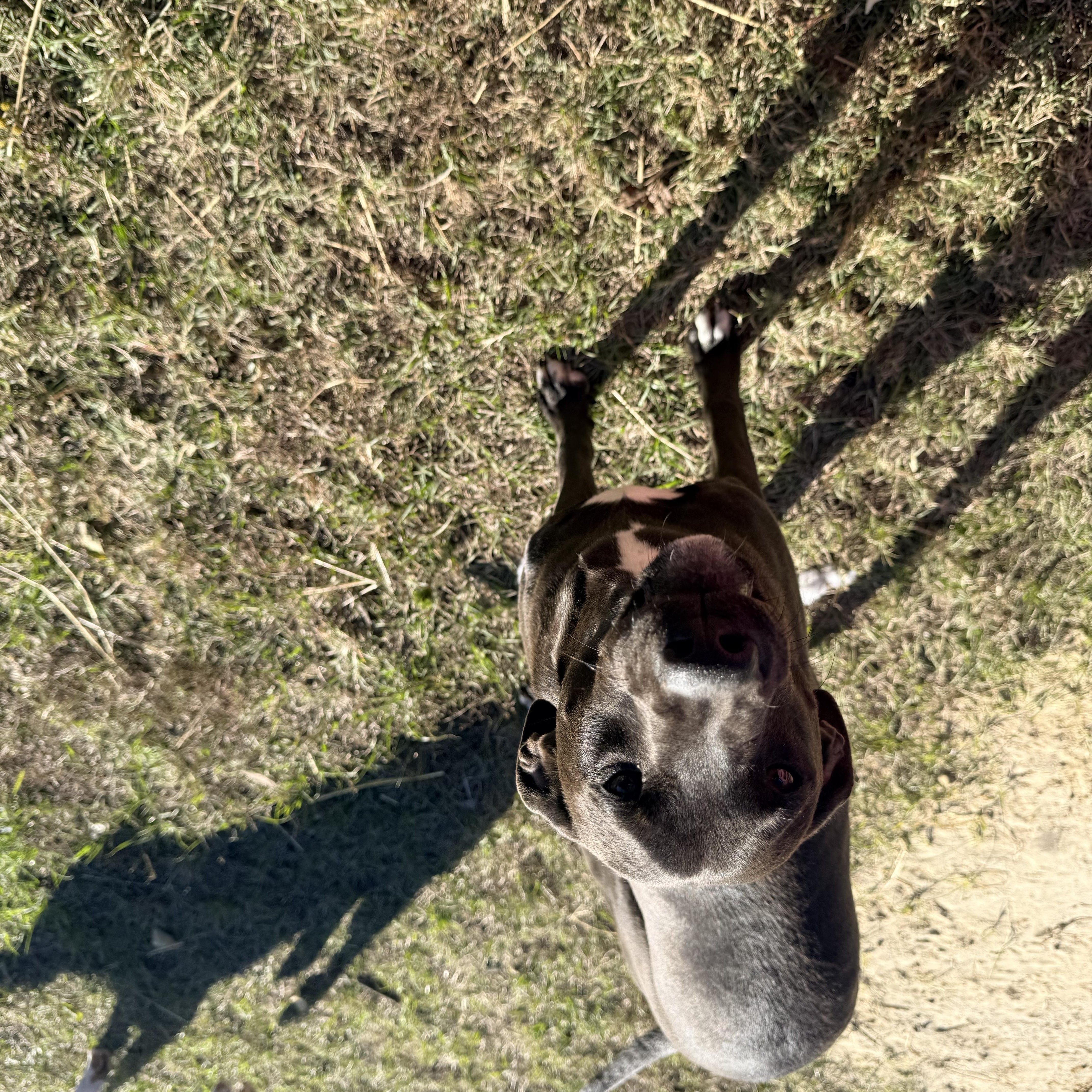 A young medium-sized male Mixed Breed dog named Tempo for adoption in GREENVILLE, TX