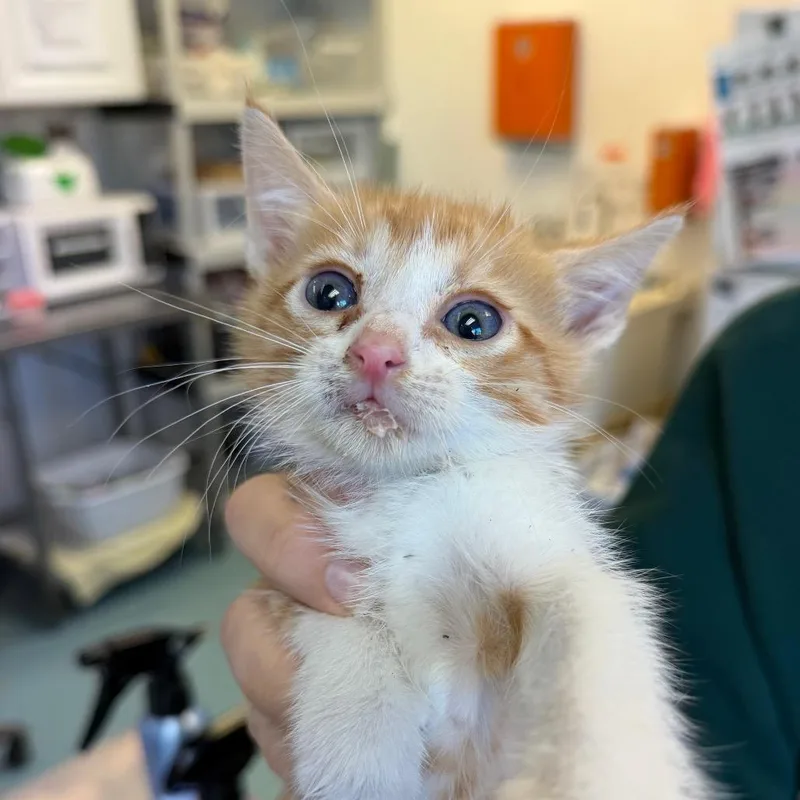 A baby small-sized male Orange / Red Domestic Short Hair cat named Jeepers Creepers for adoption in Austin, TX