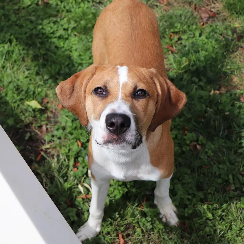 A baby small-sized male Brown / Chocolate Hound dog named NCR Duke for adoption in Port Washington, NY