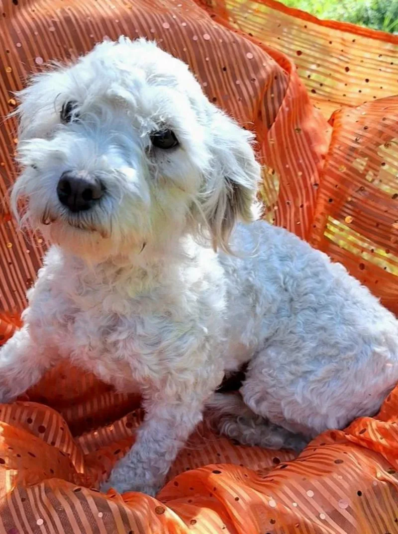 An adult small-sized female Standard Poodle dog named Kukana WAT for adoption in Missouri City, TX