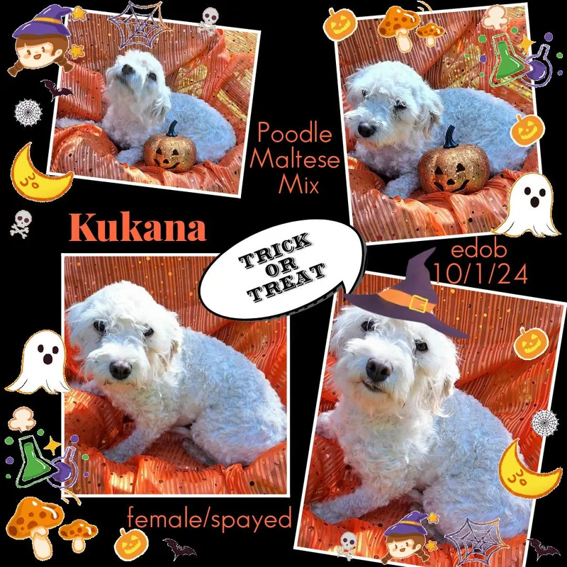 Kukana WAT thumbnail 2