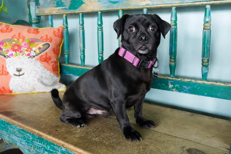 An adult small-sized male Black Pug dog named Pugsley for adoption in San Antonio, TX