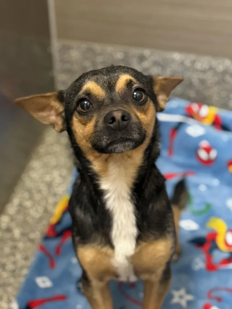 A young small-sized male Sable Chihuahua dog named Jason for adoption in Los Alamitos, CA