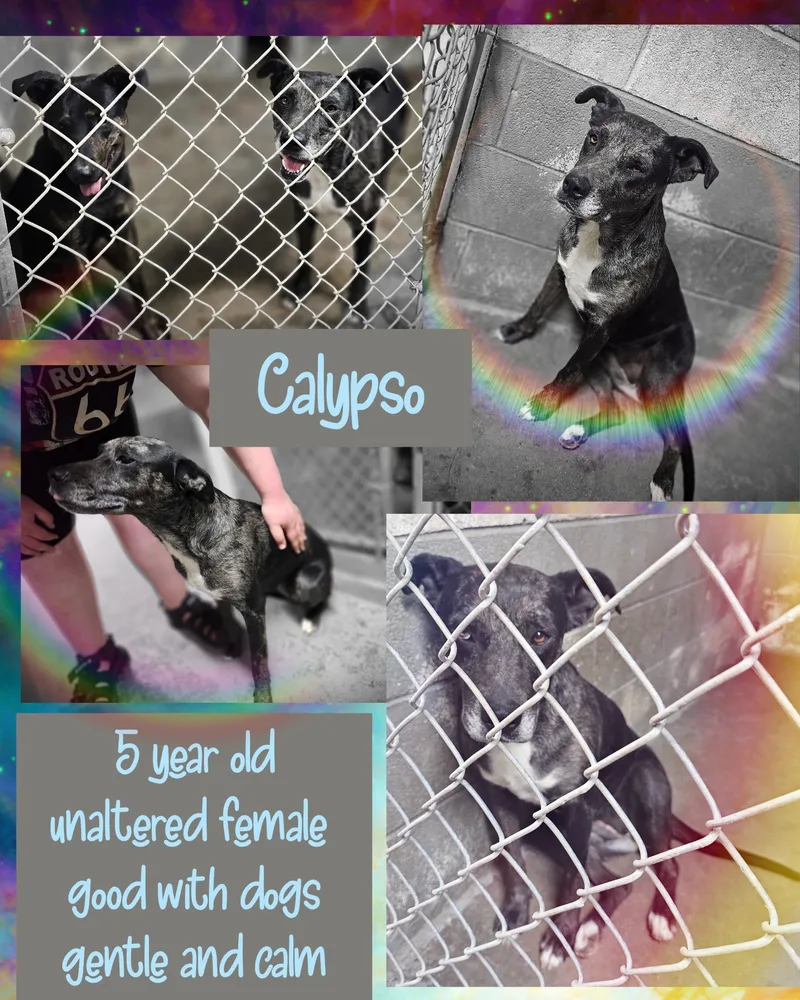 Calypso