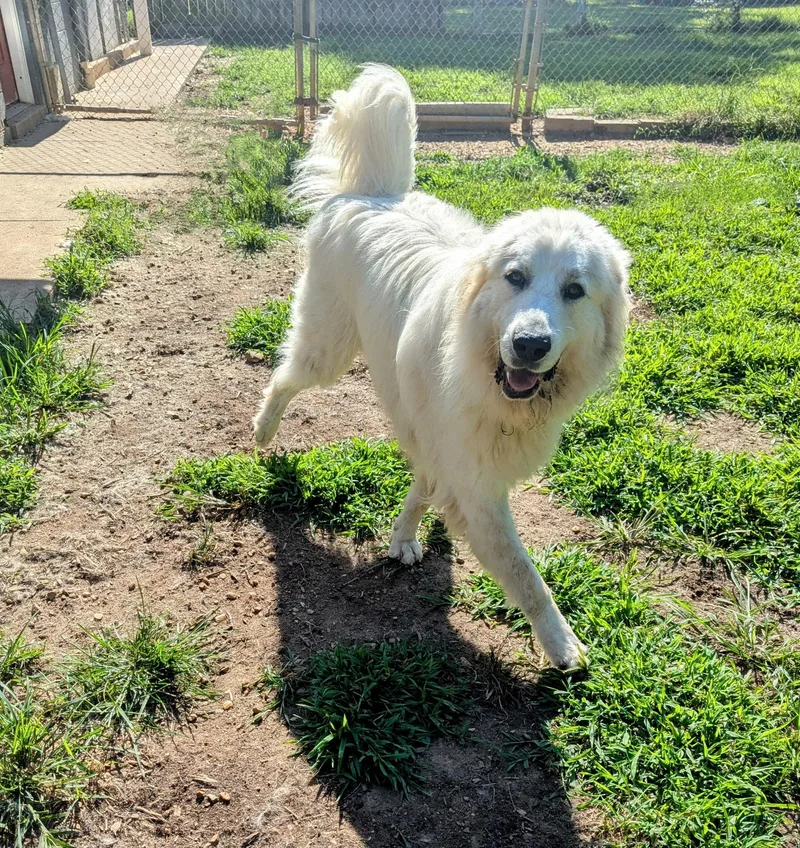 An adult large-sized male White / Cream Great Pyrenees dog named Quinn for adoption in Richmond, VA