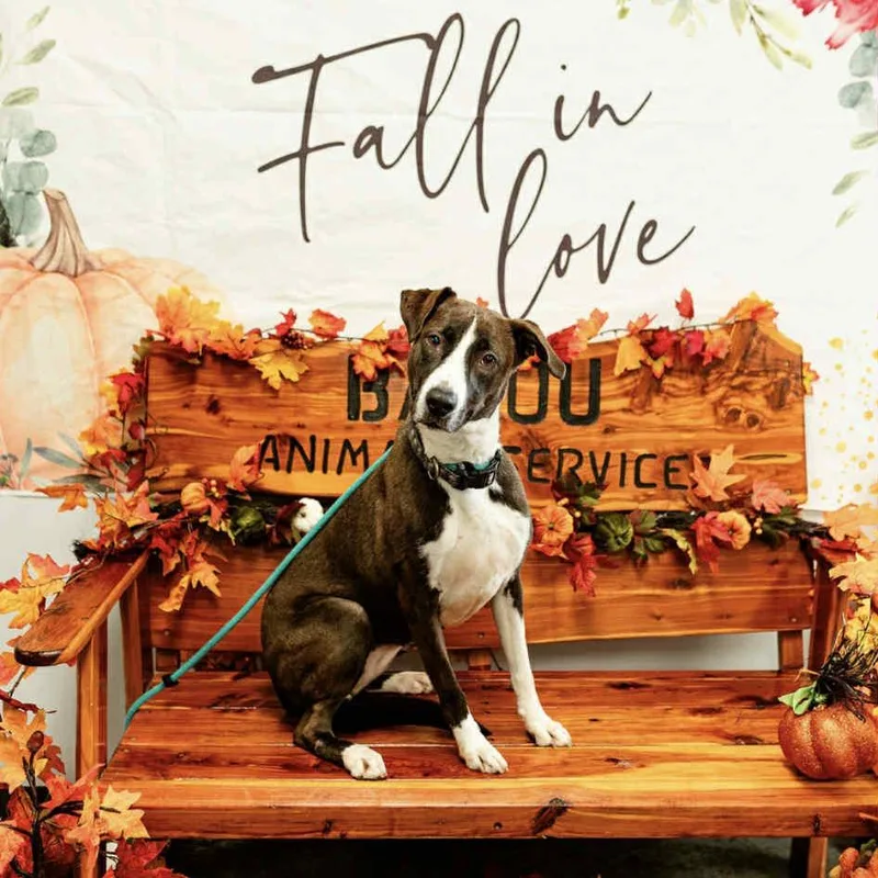 Christine thumbnail 4