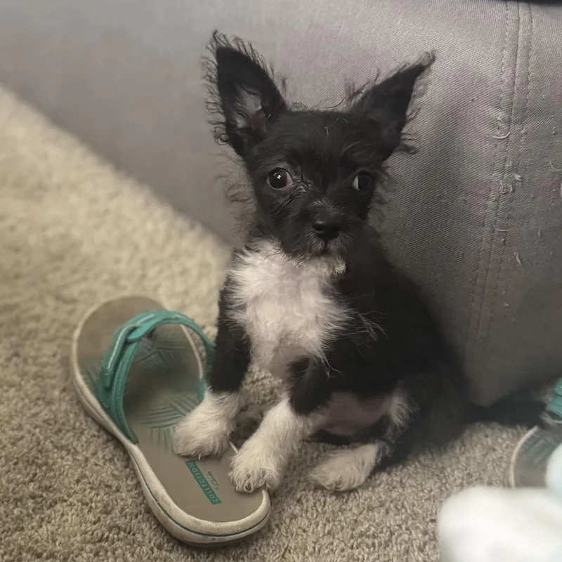 A baby small-sized male Black Chihuahua dog named Mr. Little Buzz for adoption in Ridgefield, WA