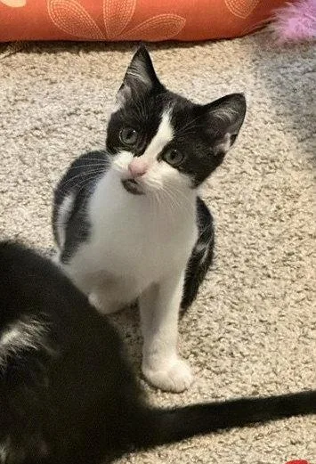 A young small-sized male American Shorthair cat named Quincy for adoption in Rockville, MD