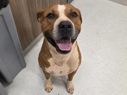 An adult large-sized male Mixed Breed dog named Scout for adoption in Honolulu, HI