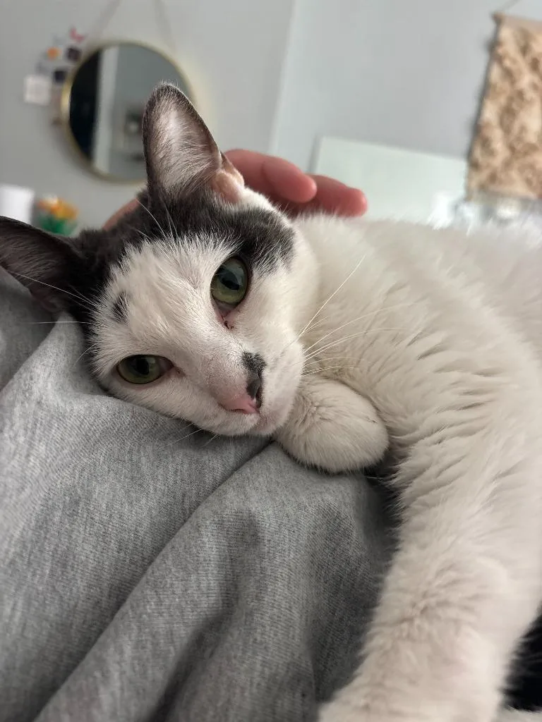 An adult medium-sized male Domestic Short Hair cat named Sourdough Starter for adoption in Cincinnati, OH