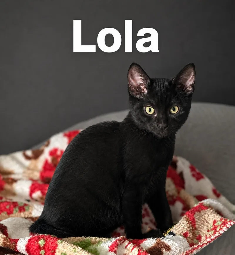 A baby medium-sized female Black Domestic Short Hair cat named Lola for adoption in Wesley Chapel, FL