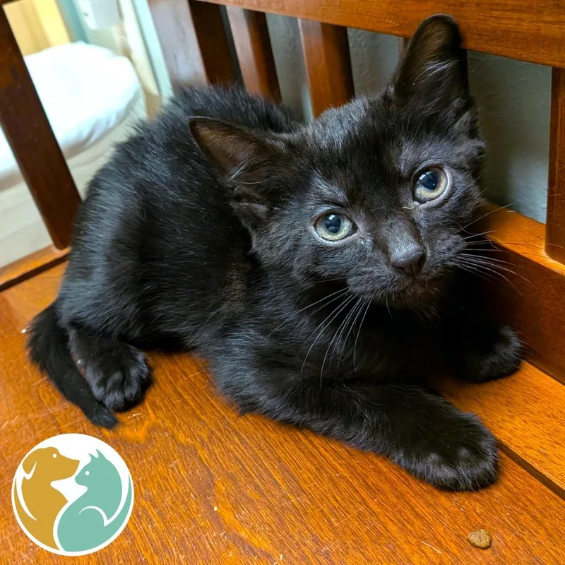 A baby small-sized male Black Domestic Short Hair cat named Raphael for adoption in Toledo, OH