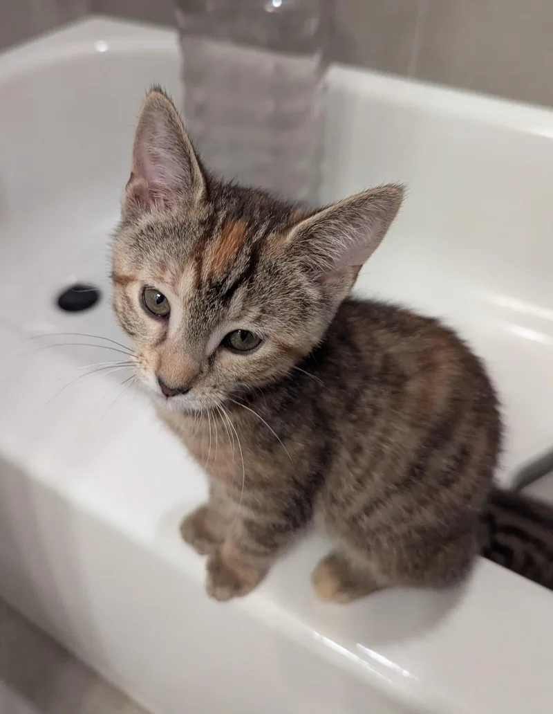 A baby medium-sized female Tabby (Gray / Blue / Silver) Domestic Short Hair cat named Roxxy for adoption in Rossville, TN