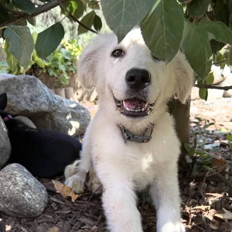 A baby large-sized male Great Pyrenees dog named Baxter for adoption in Myakka City, FL