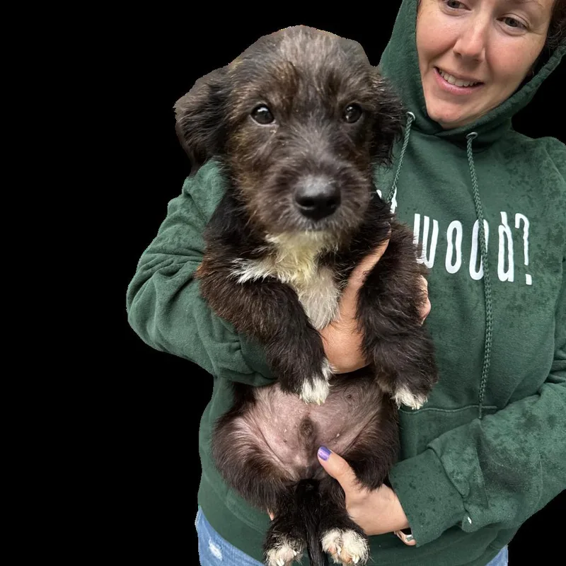 Ny Louie Avail May