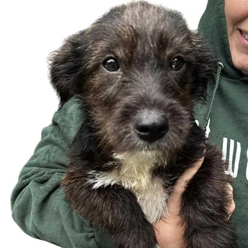 Ny Louie Avail May thumbnail 3