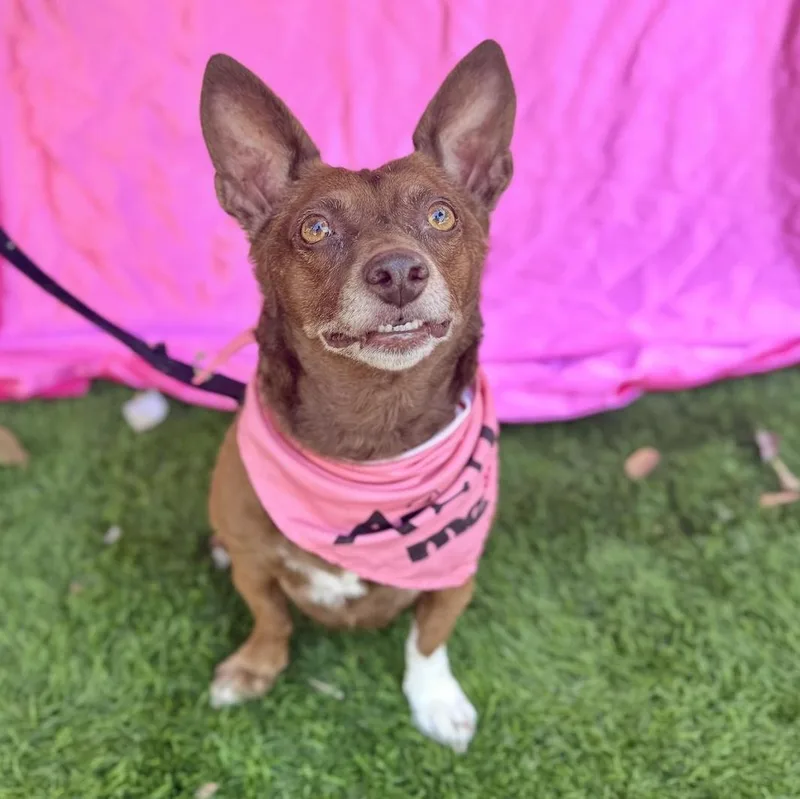 An adult small-sized female Brown / Chocolate Chihuahua dog named Annie for adoption in Rowland Heights, CA