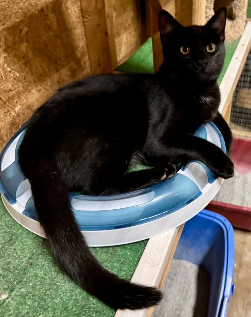 A young medium-sized male Domestic Short Hair cat named Ravenpaw for adoption in Centerville, GA