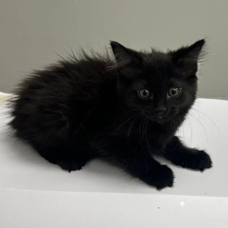 A baby small-sized female Black Domestic Short Hair cat named Sharpie for adoption in Hannibal, MO