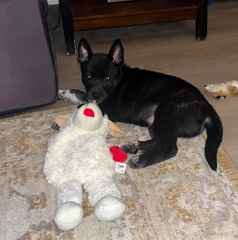 A baby medium-sized female Australian Kelpie dog named Persephone for adoption in Houston, TX