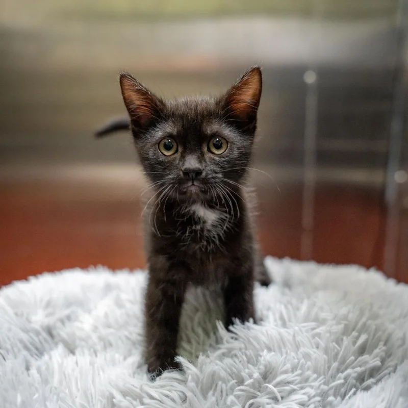 A baby small-sized male Black Domestic Short Hair cat named Kosher for adoption in Gainesville, GA