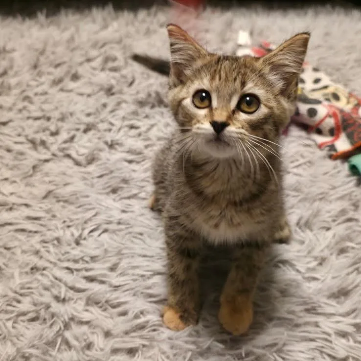 A baby small-sized female Torbie Domestic Short Hair cat named April for adoption in Belleville, IL